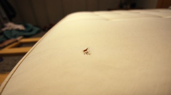 Comment prévenir une infestation de punaises de lit facilement